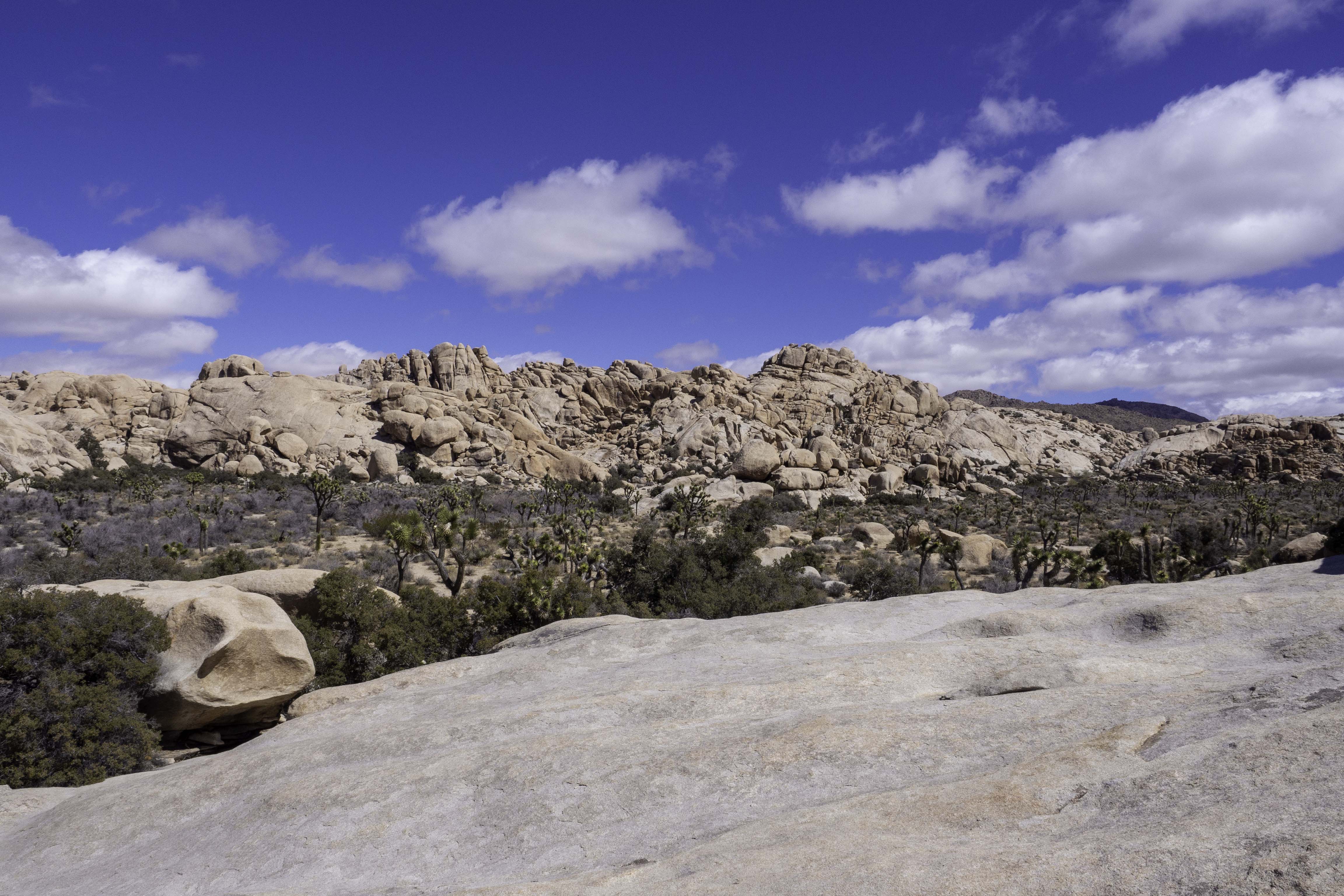 Joshua Tree - Wonderland of Rocks, Barker Dam - Baking Priority